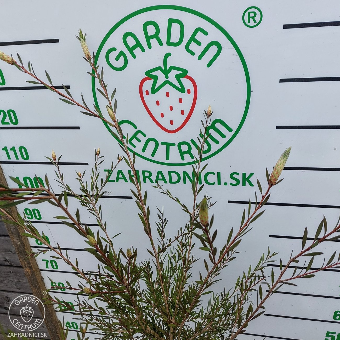 Obrázok Tyčinkovec kopijovitolistý (Callistemon citrinus) ´LEAVIS´ - výška 130-140 cm, kont. C7L - VIACKMENNÝ, PLETENÝ KMEŇ, červený